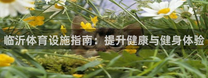 意昂集团官网：临沂体育设施指南：提升健康与健身体验