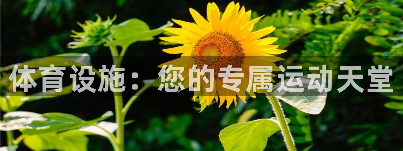 德国意昂3集团：体育设施：您的专属运动天堂