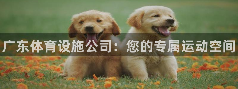 意昂3集团简介：广东体育设施公司：您的专属运动空间
